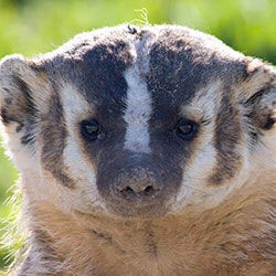 Wisconsin State Animal